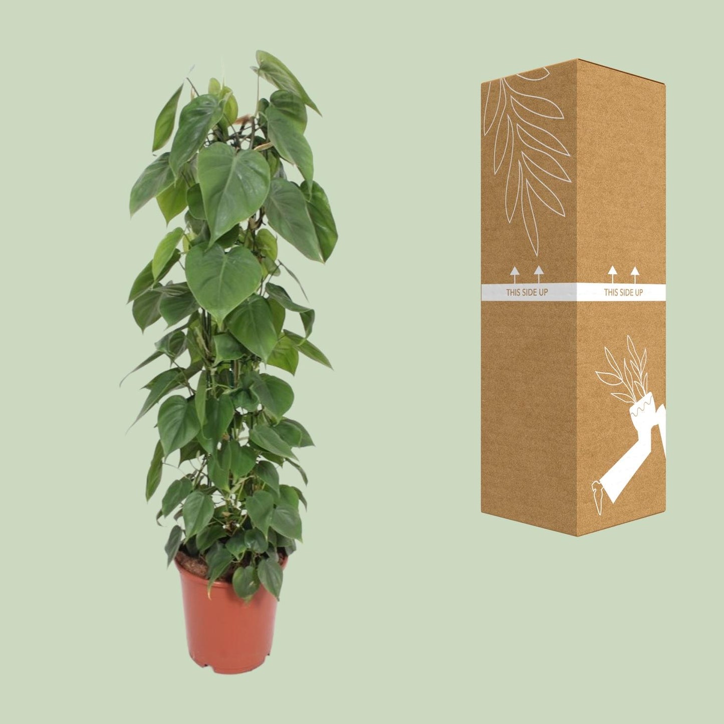 Philodendron – Philodendron Scandens – ↑120 cm – Ø24 cm