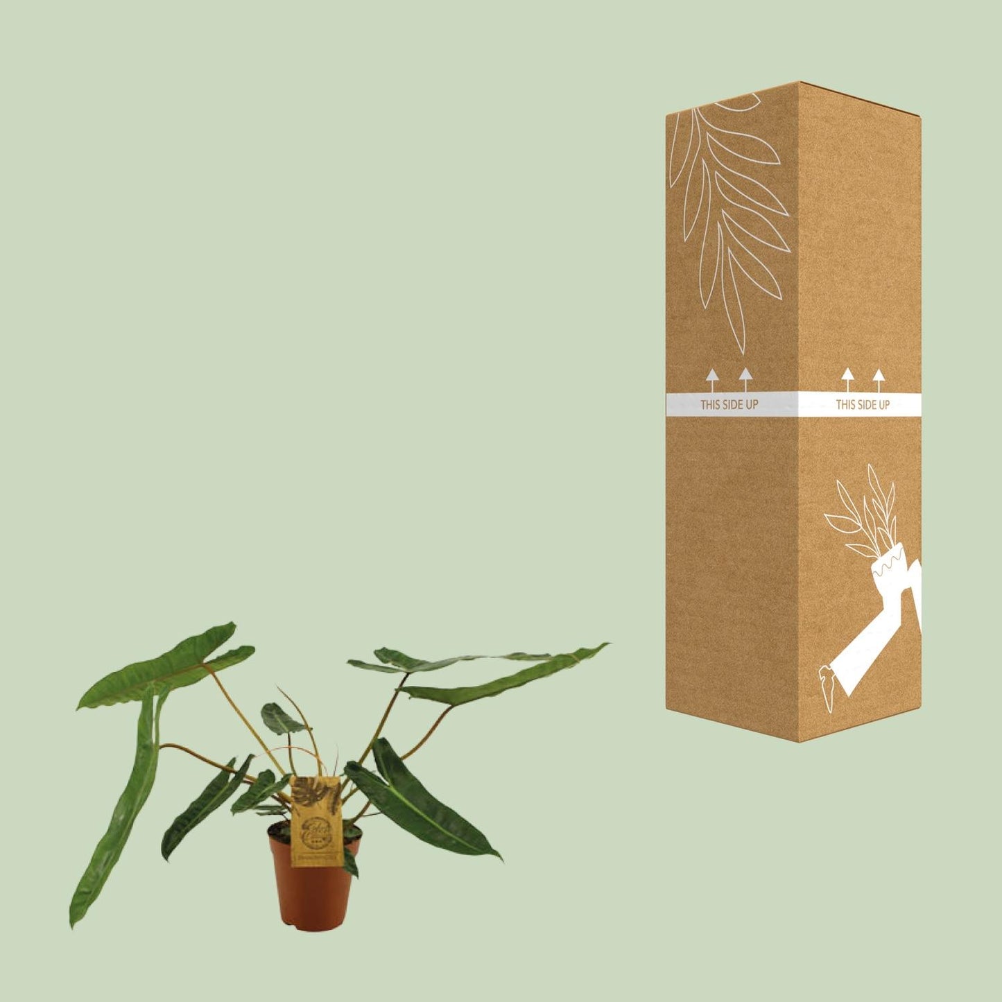 Philodendron Billetiae - Ø15cm - ↕50cm - Plantabulous