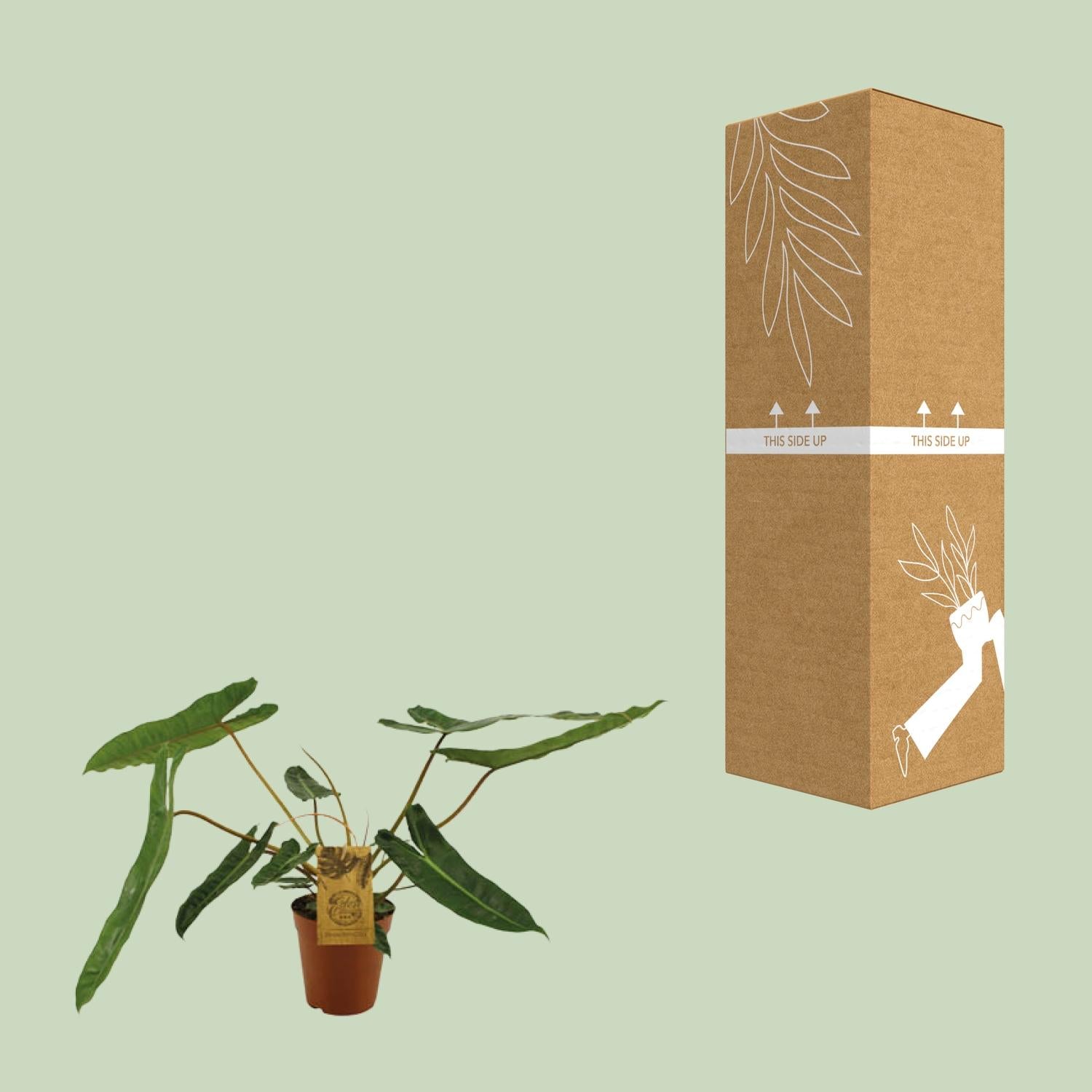 Philodendron Billetiae - Ø15cm - ↕50cm - Plantabulous