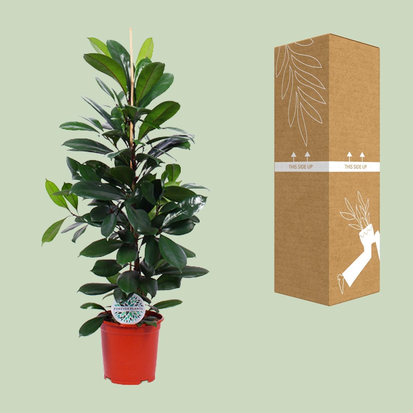 Ficus Cyathistipula - Ø21cm - ↕105cm - Plantabulous