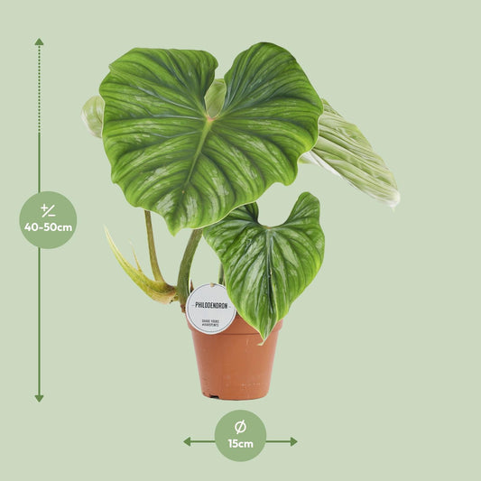 Philodendron Plowmanii - Ø15cm - ↕50cm - Plantabulous