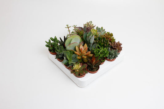 Succulenten Mix - 20 Stücke - Ø5,5cm - ↕10cm - Plantabulous
