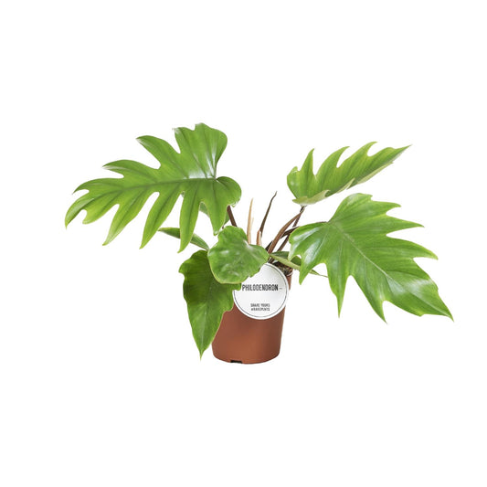 Philodendron Mayoi - Ø15cm - ↕35cm - Plantabulous
