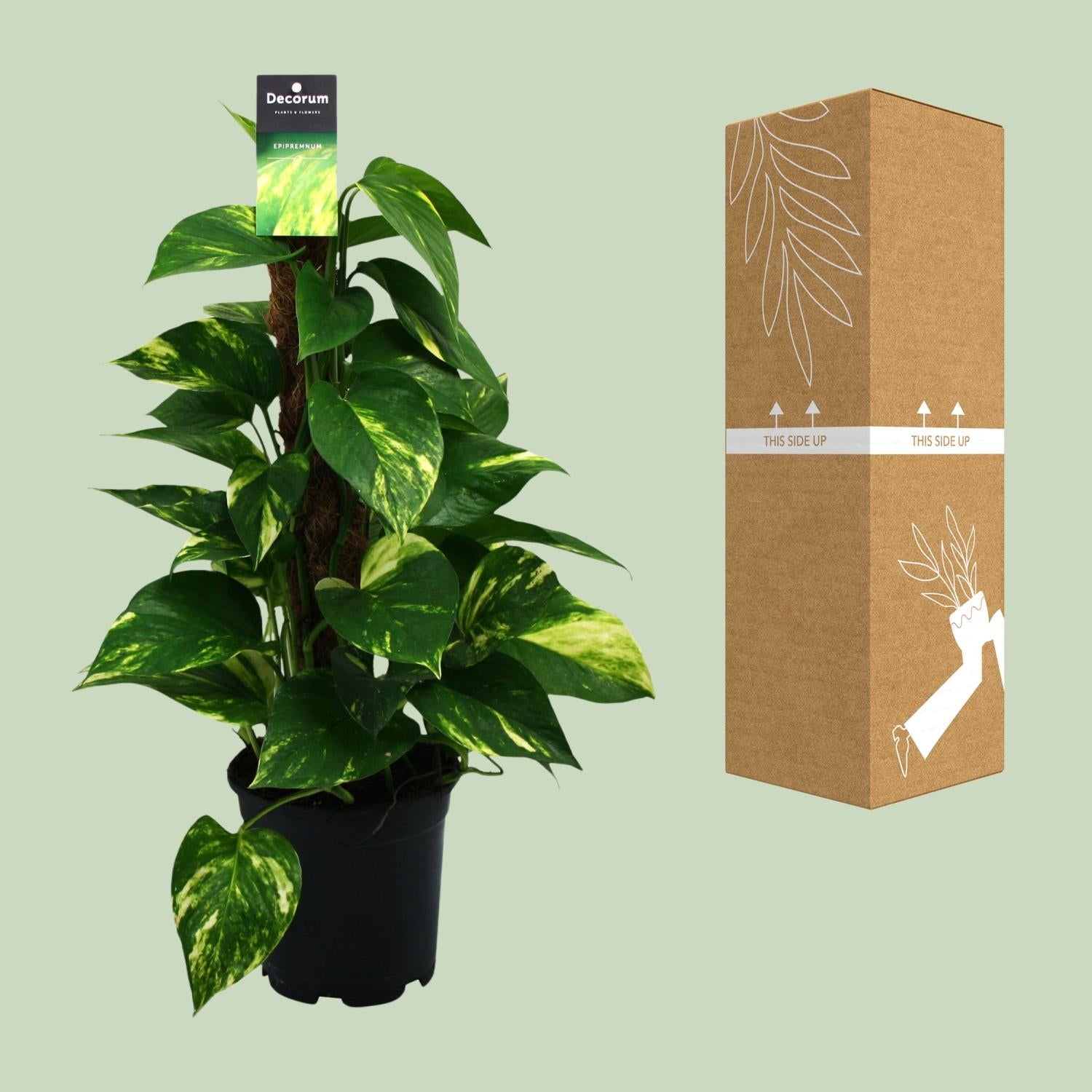 Scindapsus (Epipremnum) - Ø15cm - ↕50cm - Plantabulous