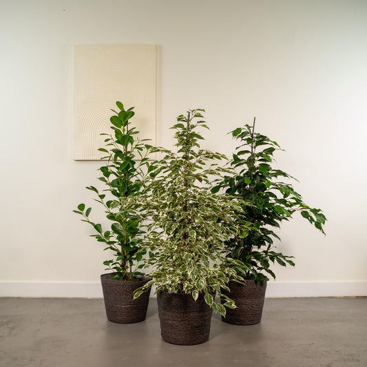 Pflanzen Set – 3 Pflanzen – 95 cm– Ø21 cm  – Ficus Benjamina 'Danielle' – Ficus Benjamina 'Twilight' – Ficus Microcarpa 'Moclame' - Plantabulous