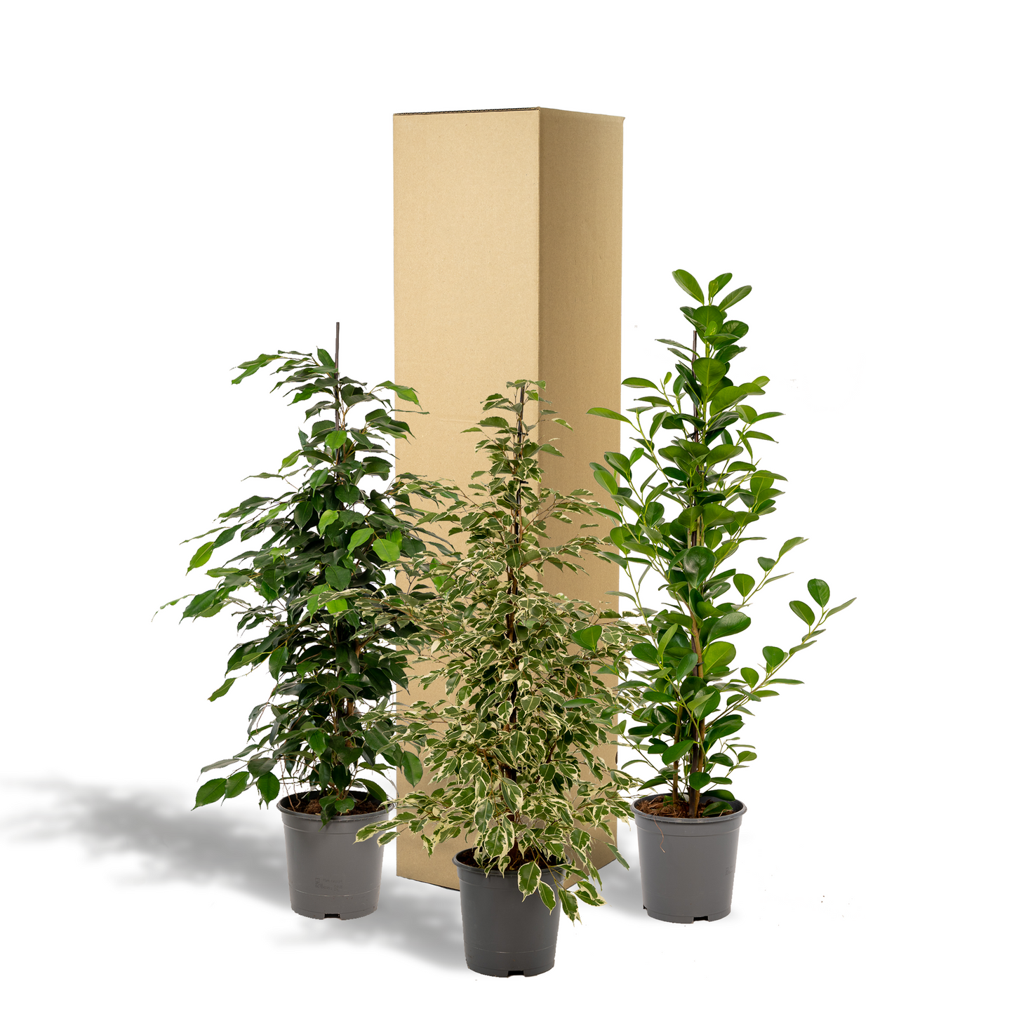 Pflanzen Set – 3 Pflanzen – 95 cm– Ø21 cm  – Ficus Benjamina 'Danielle' – Ficus Benjamina 'Twilight' – Ficus Microcarpa 'Moclame' - Plantabulous