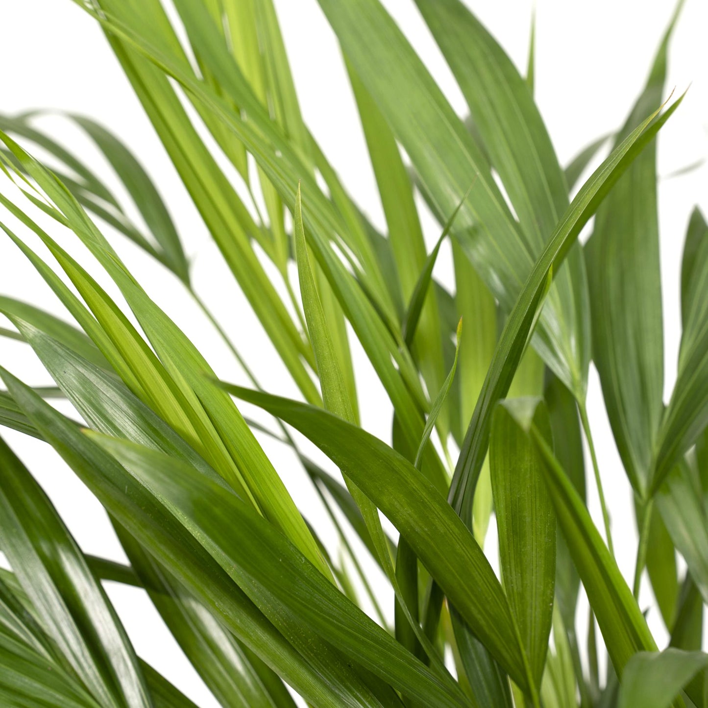 Areca Palme – Dypsis 'Lutescens' - Plantabulous