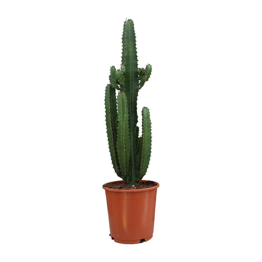 Euphorbia Trigona Rubra - Ø24cm - ↕90cm - Plantabulous