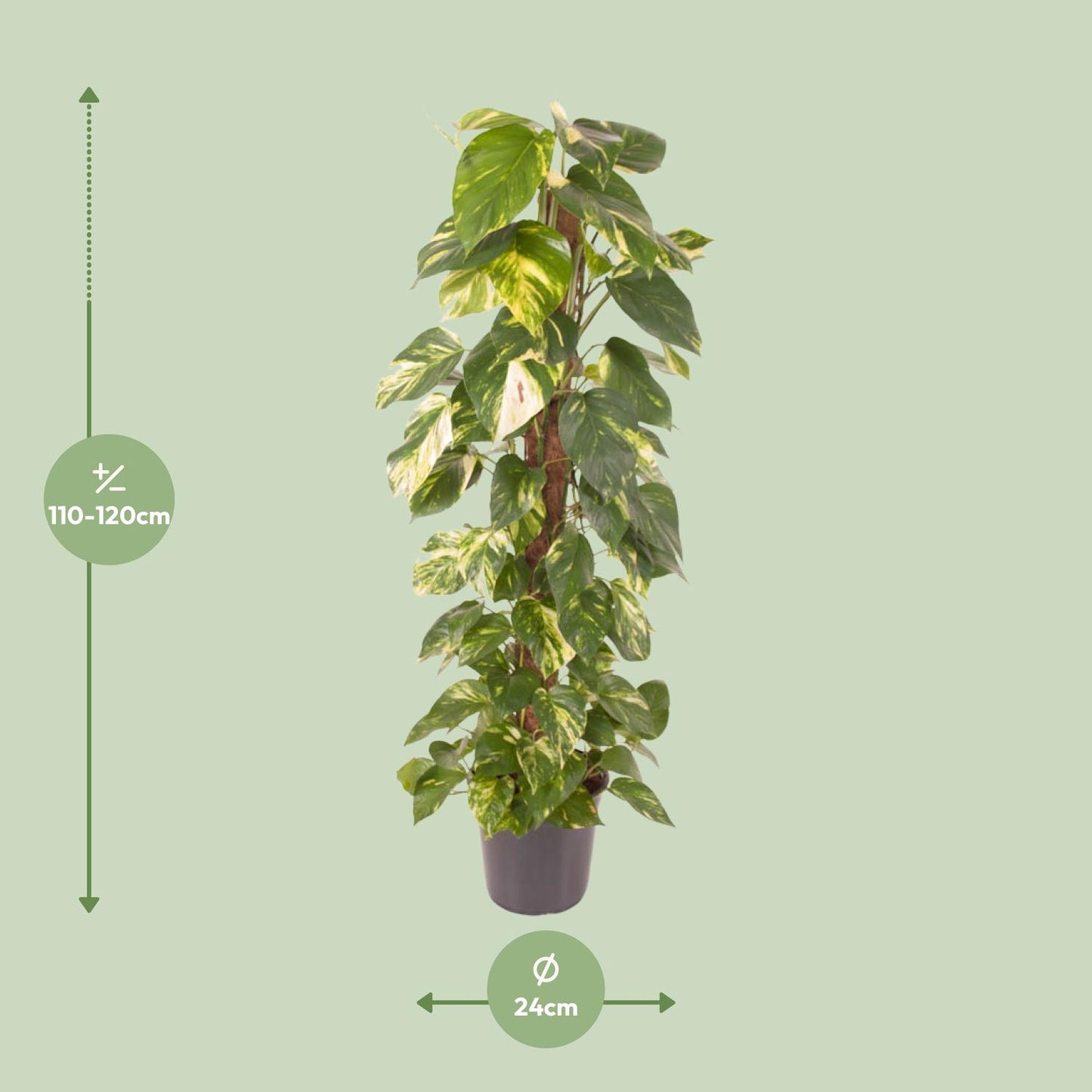 Efeutute – Epipremnum 'Pinnatum' – ↑120 cm – Ø24 cm
