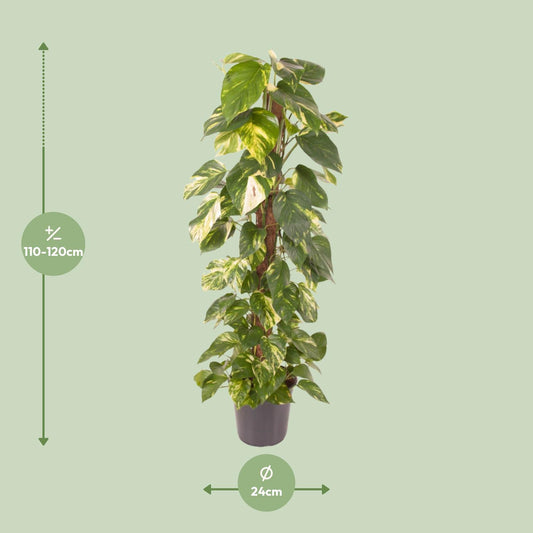 Efeutute – Epipremnum 'Pinnatum' – ↑120 cm – Ø24 cm