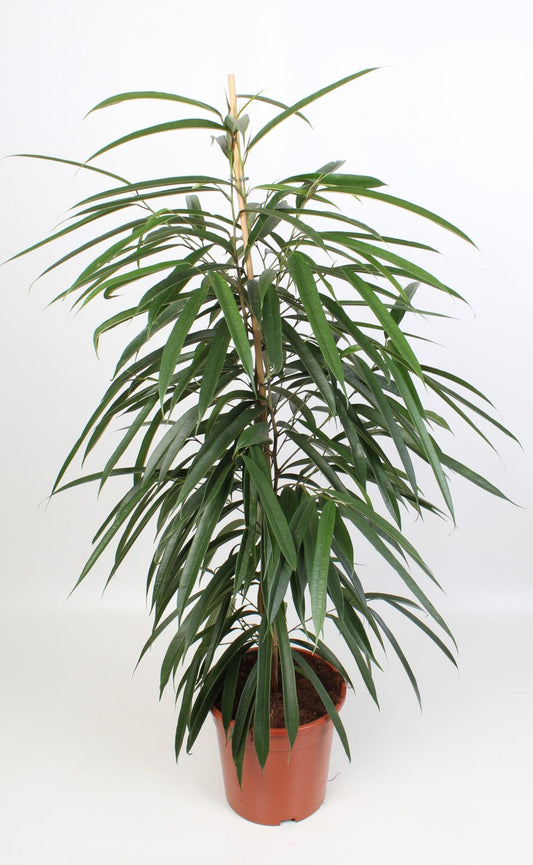 Ficus Binnendijkii Alii 21 Cm - Ø21cm - ↕100cm - Plantabulous