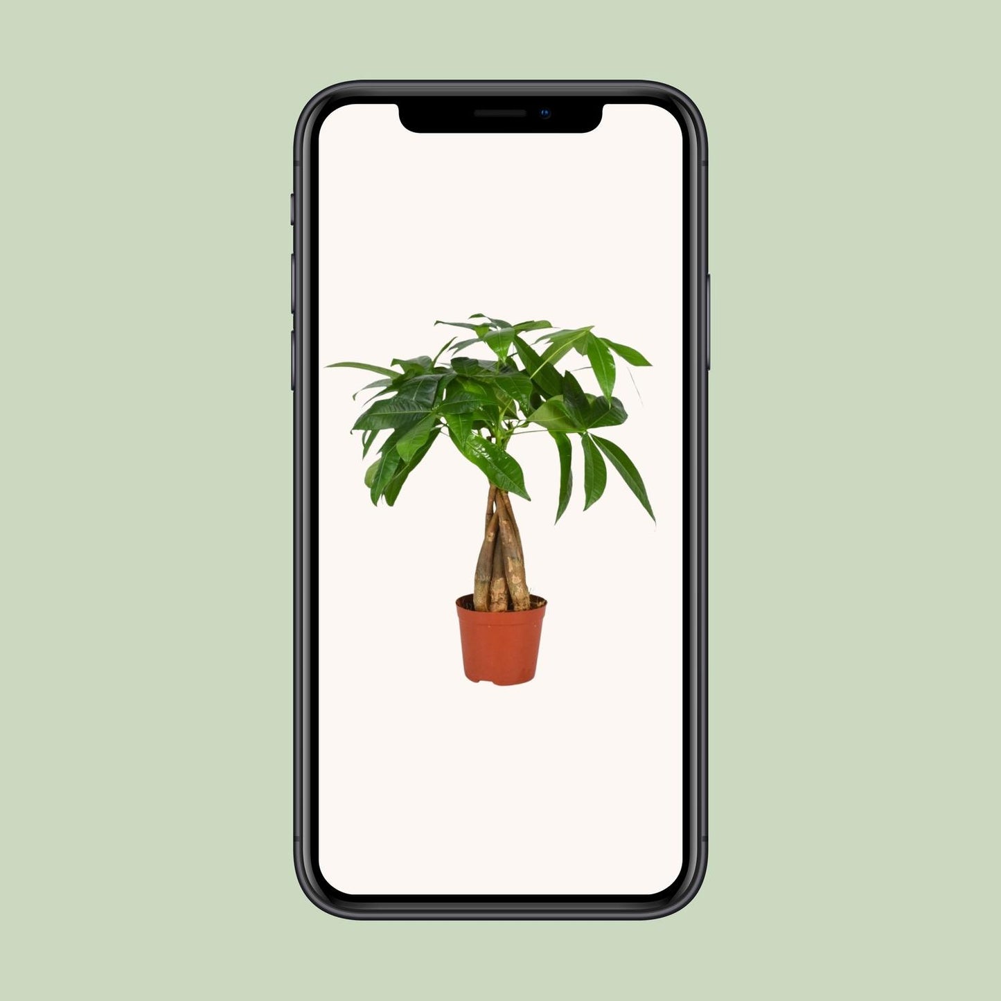 Pachira Aquatica - Ø12cm - ↕35cm - Plantabulous
