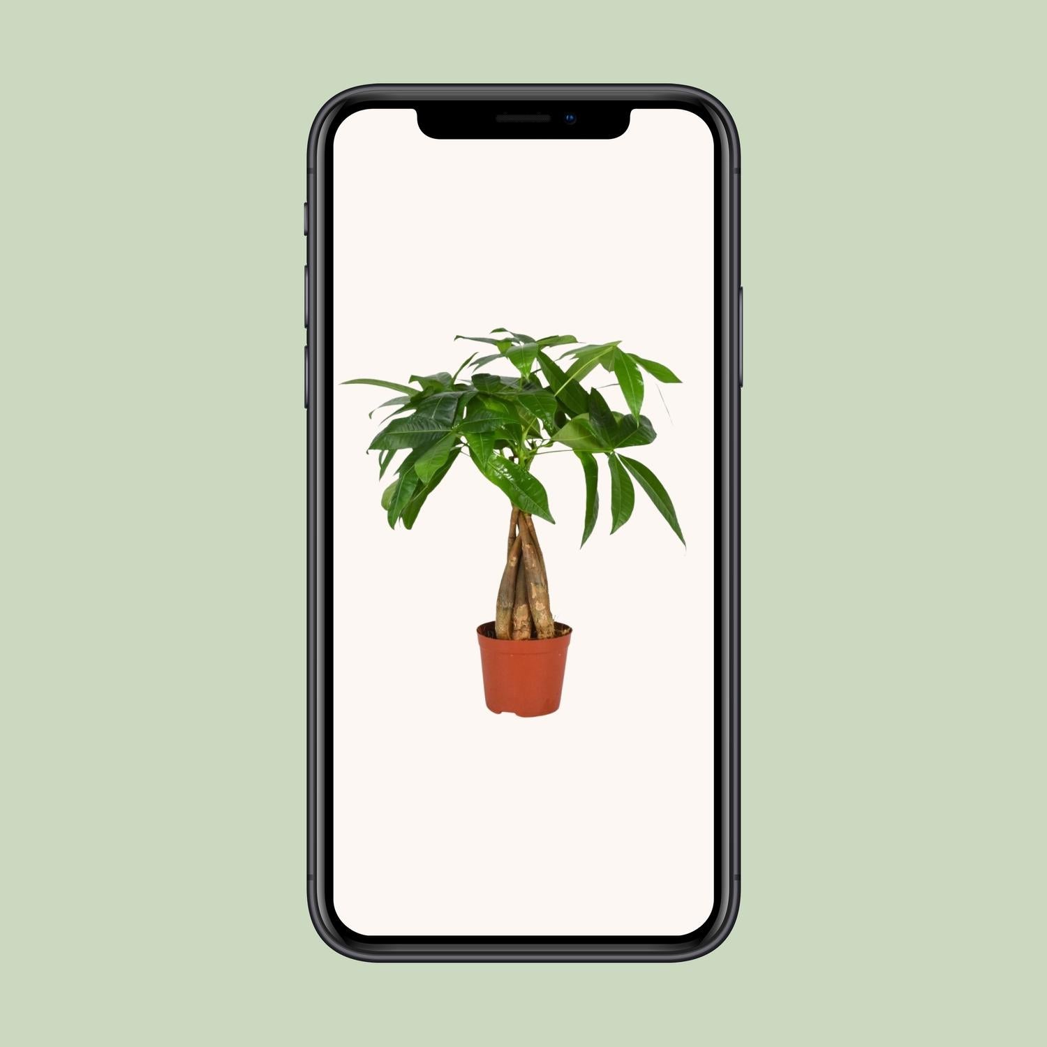 Pachira Aquatica - Ø12cm - ↕35cm - Plantabulous