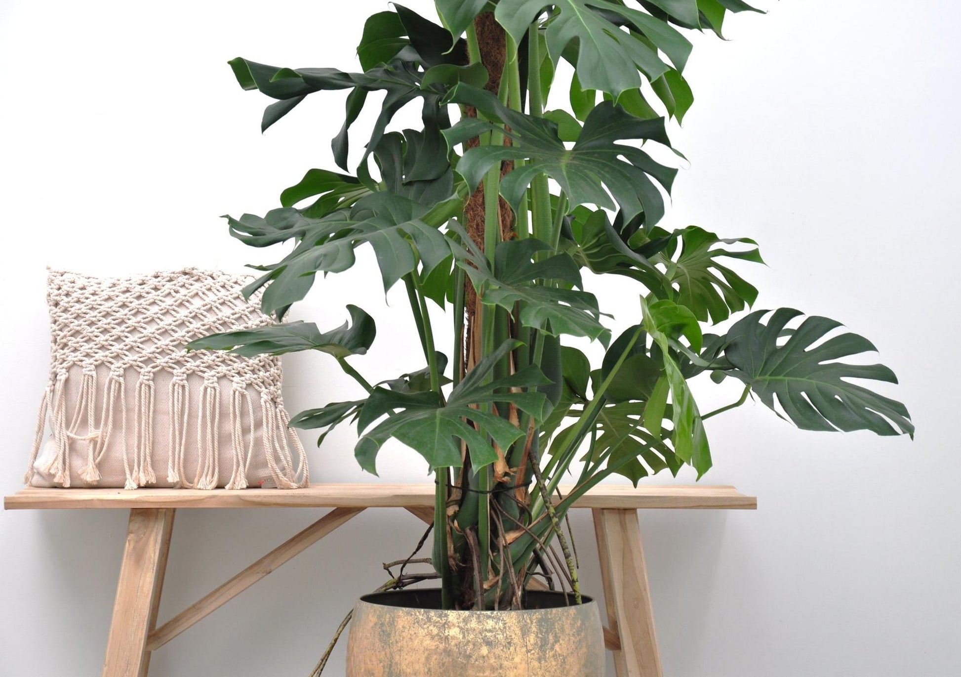 Fensterblatt – Monstera deliciosa – 150 cm – Ø27 cm - Plantabulous