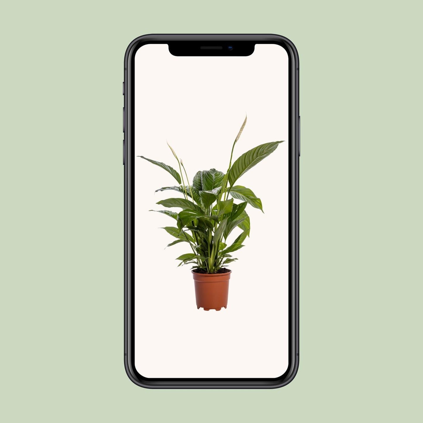 Einblatt – Spathiphyllum 'Bingo Cupido' – ↑80 cm – Ø19 cm