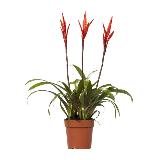Vriesea Elan Toef - Ø12cm - ↕55cm - Plantabulous