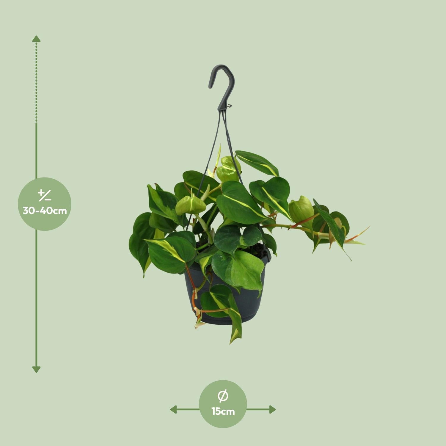 Philodendron Scandens Brasil - Ø15cm - ↕35cm - Plantabulous