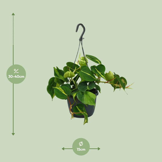 Philodendron Scandens Brasil - Ø15cm - ↕35cm - Plantabulous