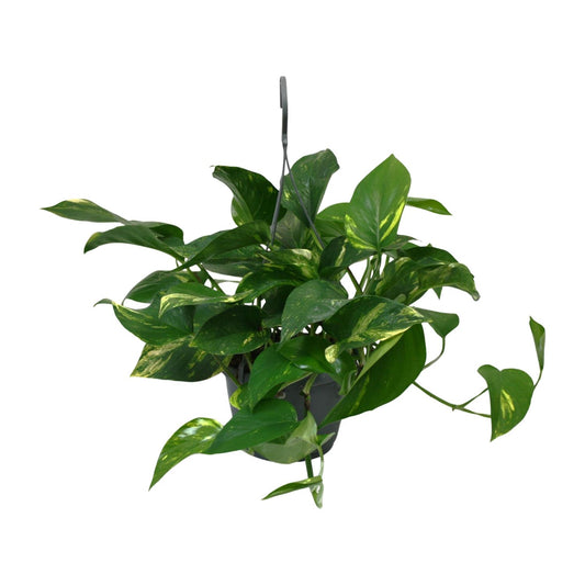 Scindapsus Epipremnum - Ø15cm - ↕45cm - Plantabulous