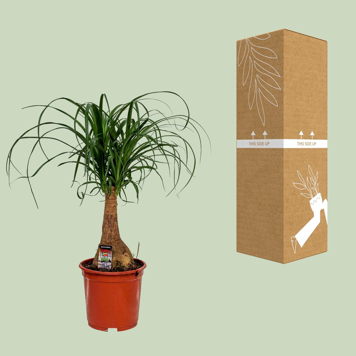 Beaucarnea Nolina - Ø19cm - ↕60cm - Plantabulous