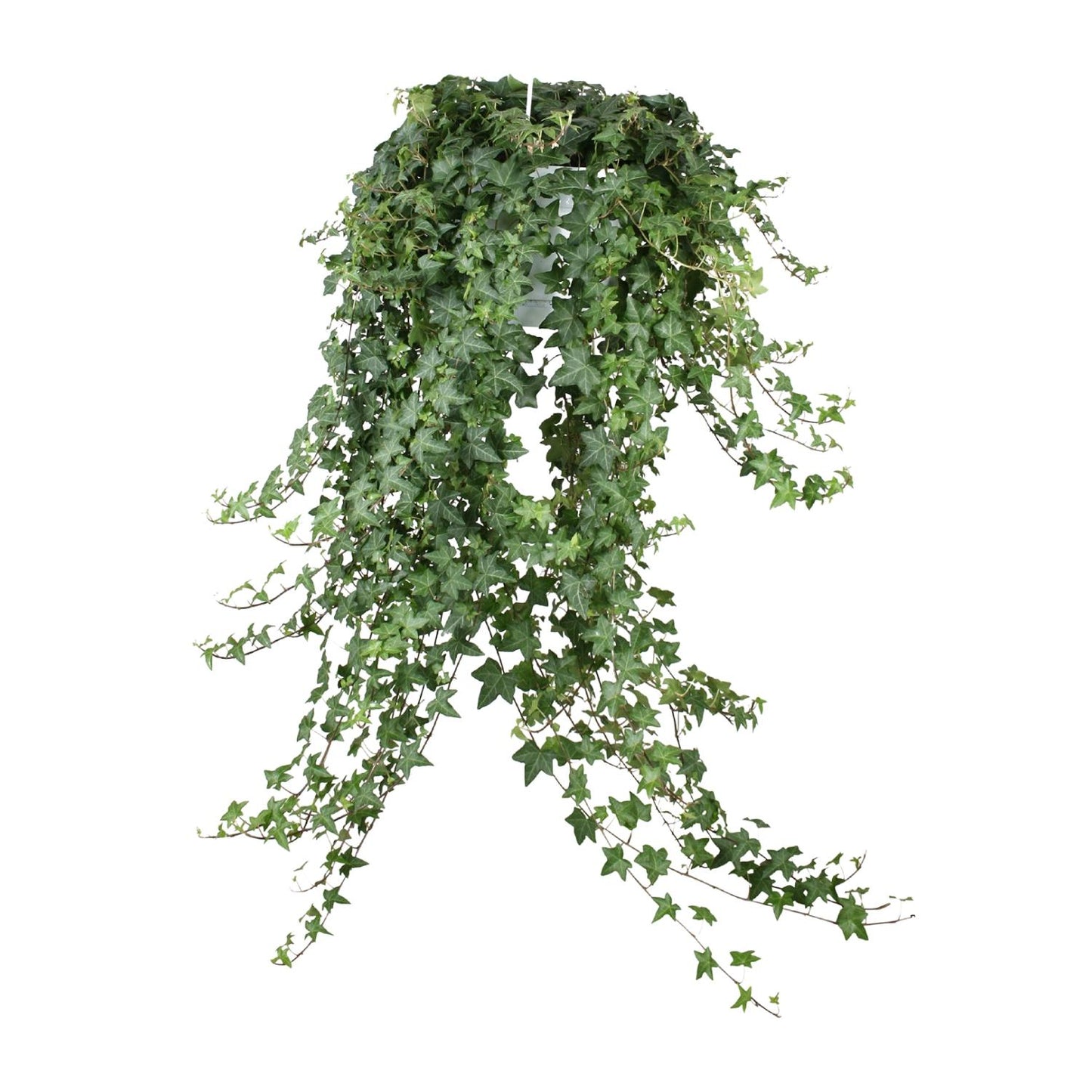 Hedera Helix Pitsburg - Hang/XXL - Ø24cm - ↕cm - Plantabulous