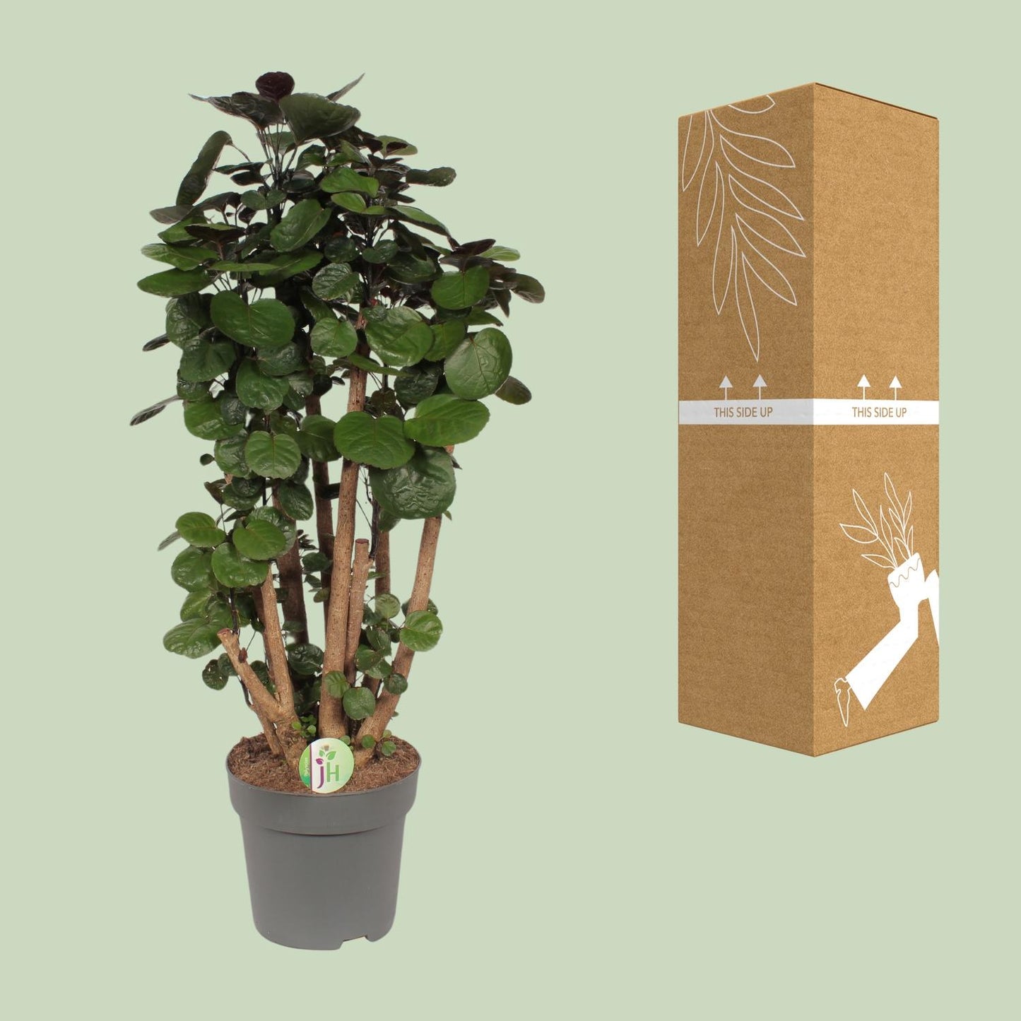 Zimmeraralie – Polyscias 'Fabian' – ↑90 cm – Ø24 cm