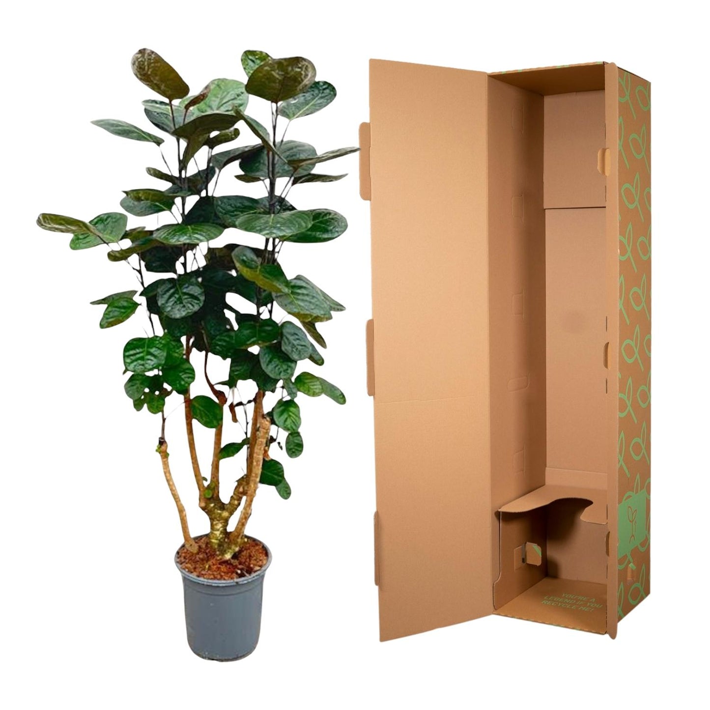 Aralienbaum – Polyscias scutellaria 'Fabian' – 130 cm – Ø24 cm - Plantabulous