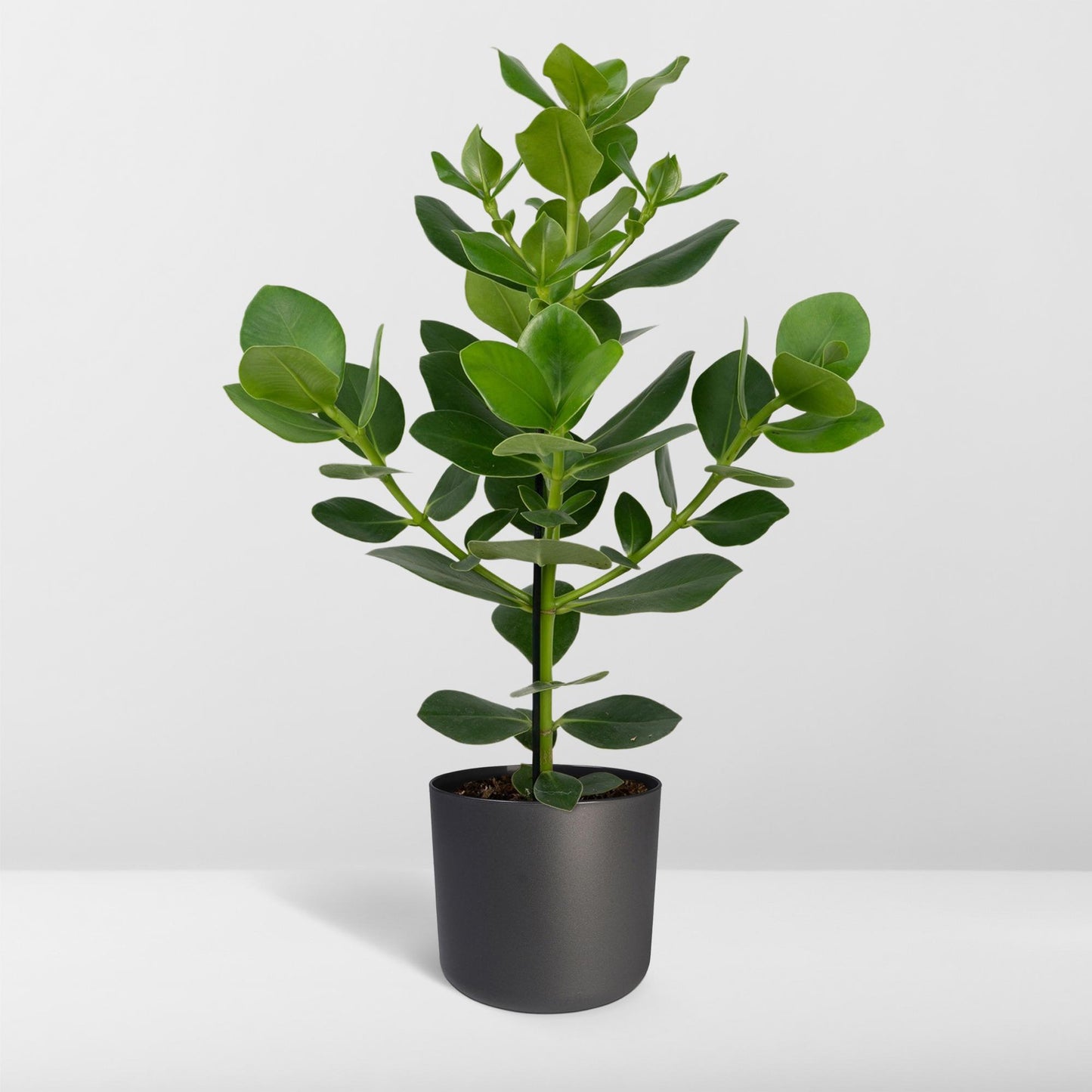 Balsamapfel – Clusia rosea 'Princess' – ↑60 cm – Ø17 cm