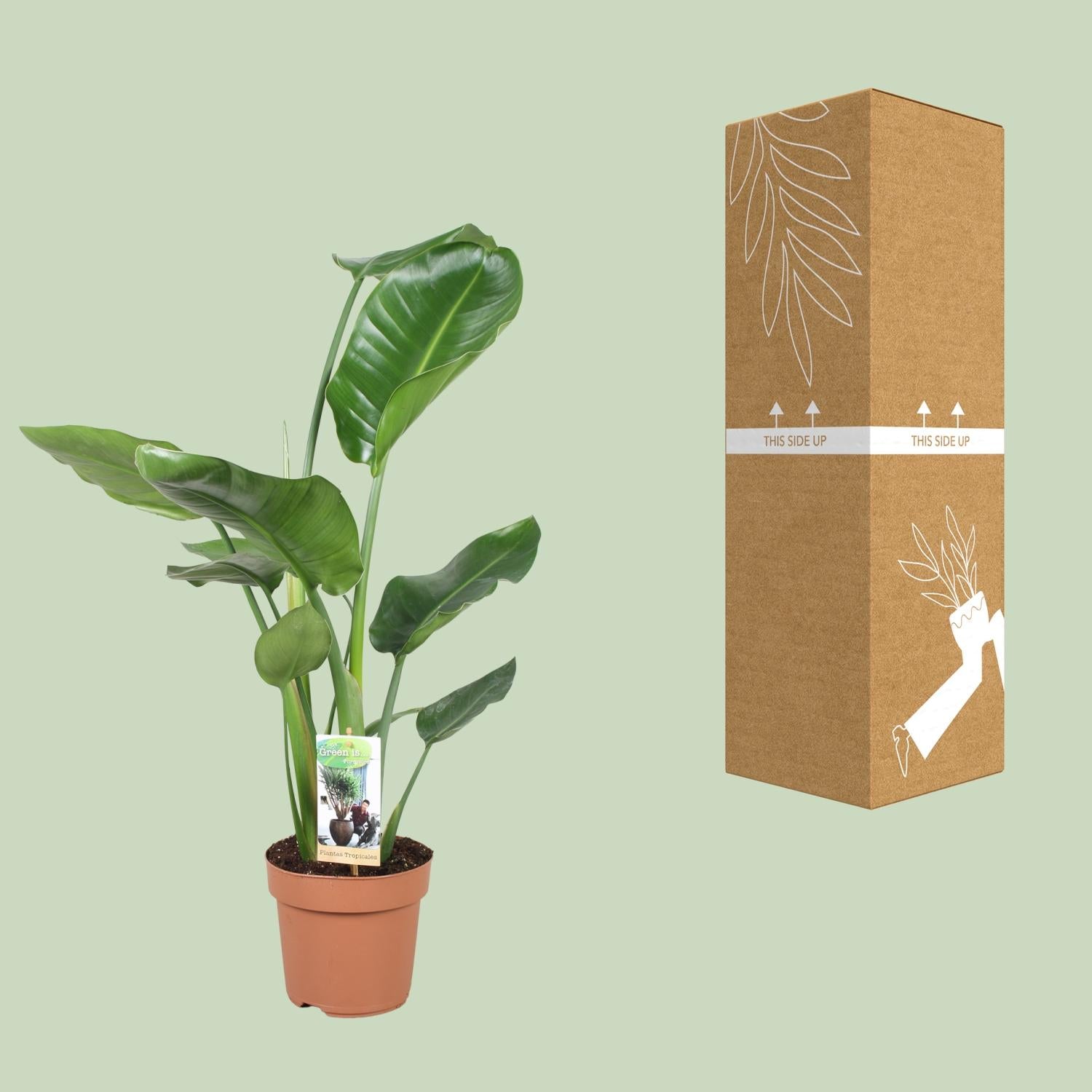 Strelitzia Nicolai - Ø17cm - ↕60cm - Plantabulous