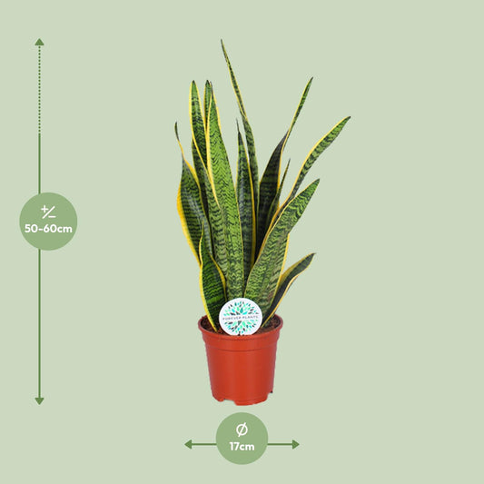 Sansevieria Trifasciata Laurentii - Ø17cm - ↕60cm - Plantabulous