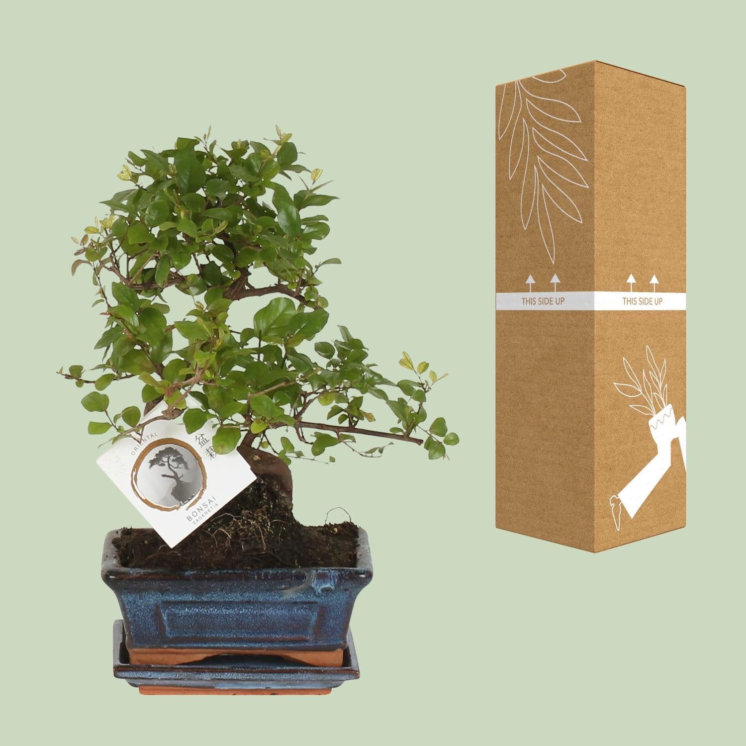 Bonsai – Sageretia theezans (S-Form) – 15 cm – Ø15 cm - Plantabulous