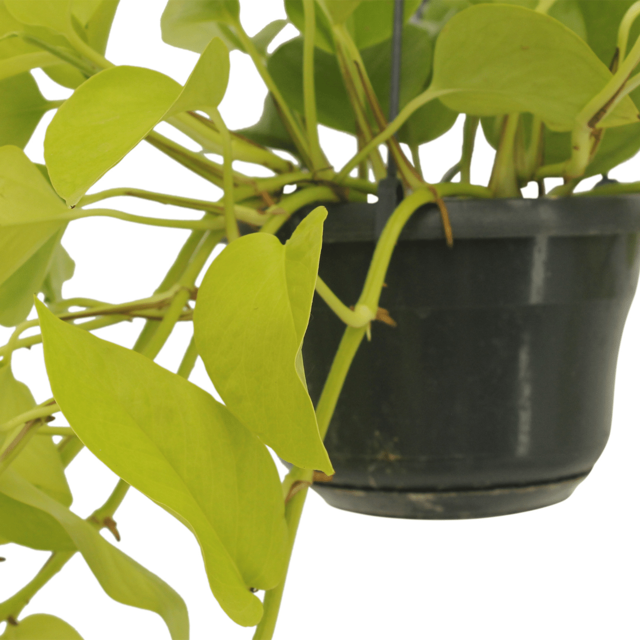 Pflanzen Set – 2 Pflanzen – Efeutute – Epipremnum 'Golden Pothos' (Scindapsus) – ↑25 cm – Ø15 cm