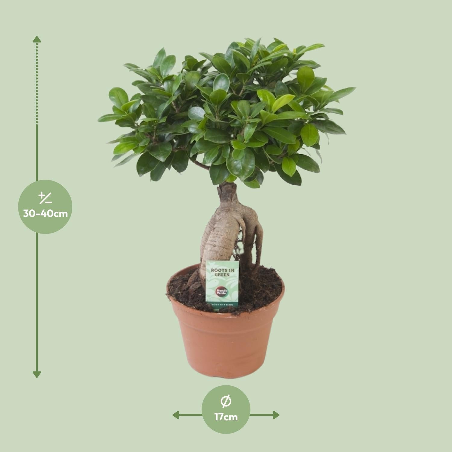 Ficus Ginseng - Ø17cm - ↕40cm - Plantabulous