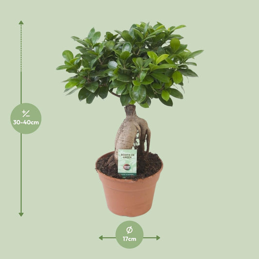 Ficus Ginseng - Ø17cm - ↕40cm - Plantabulous