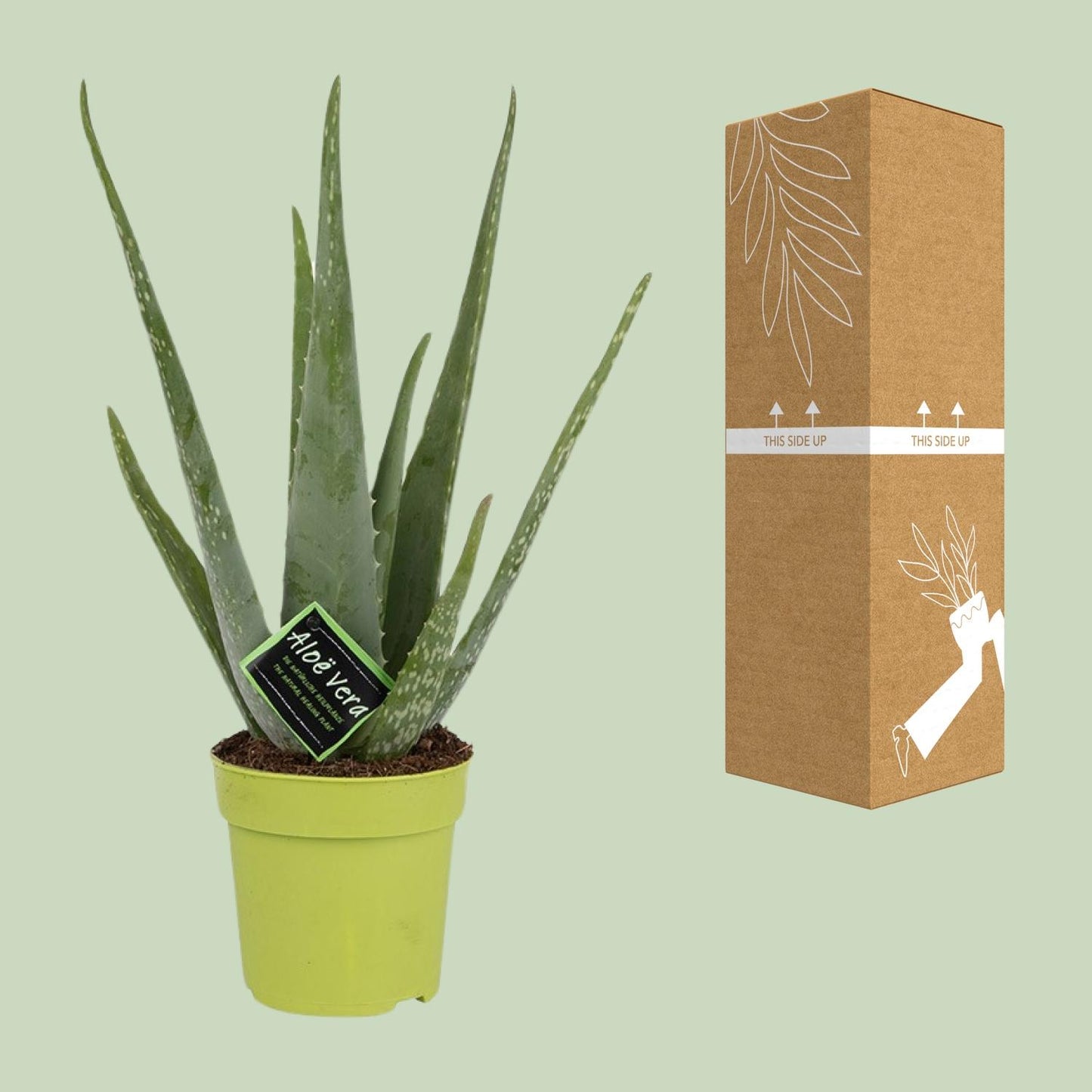 Aloe Vera – ↑45 cm – Ø12 cm