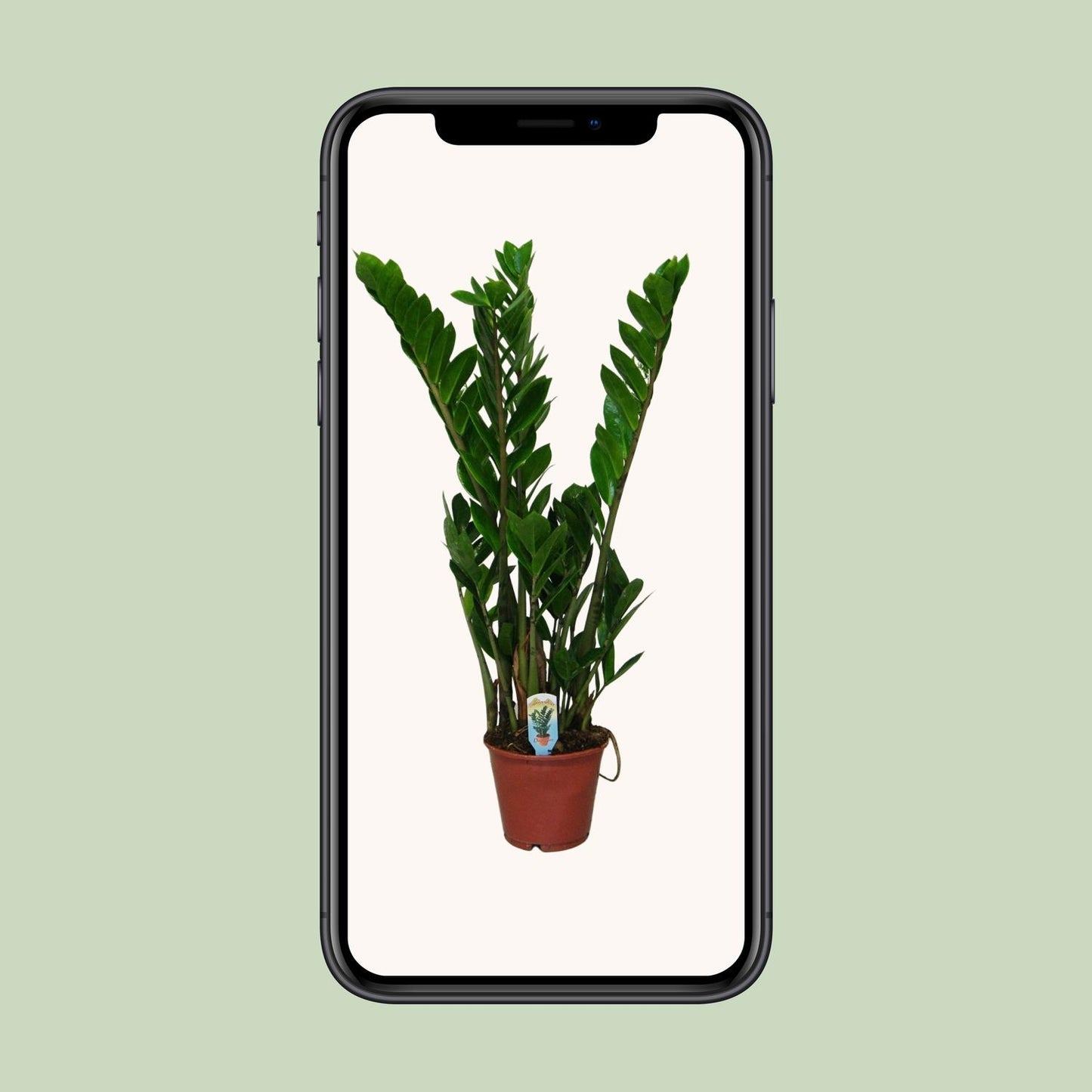 Glücksfeder – Zamioculcas zamiifolia – 50 cm – Ø14 cm - Plantabulous