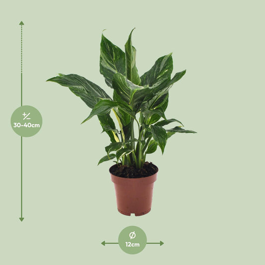 Spathiphyllum Diamond - Ø12cm - ↕40cm - Plantabulous