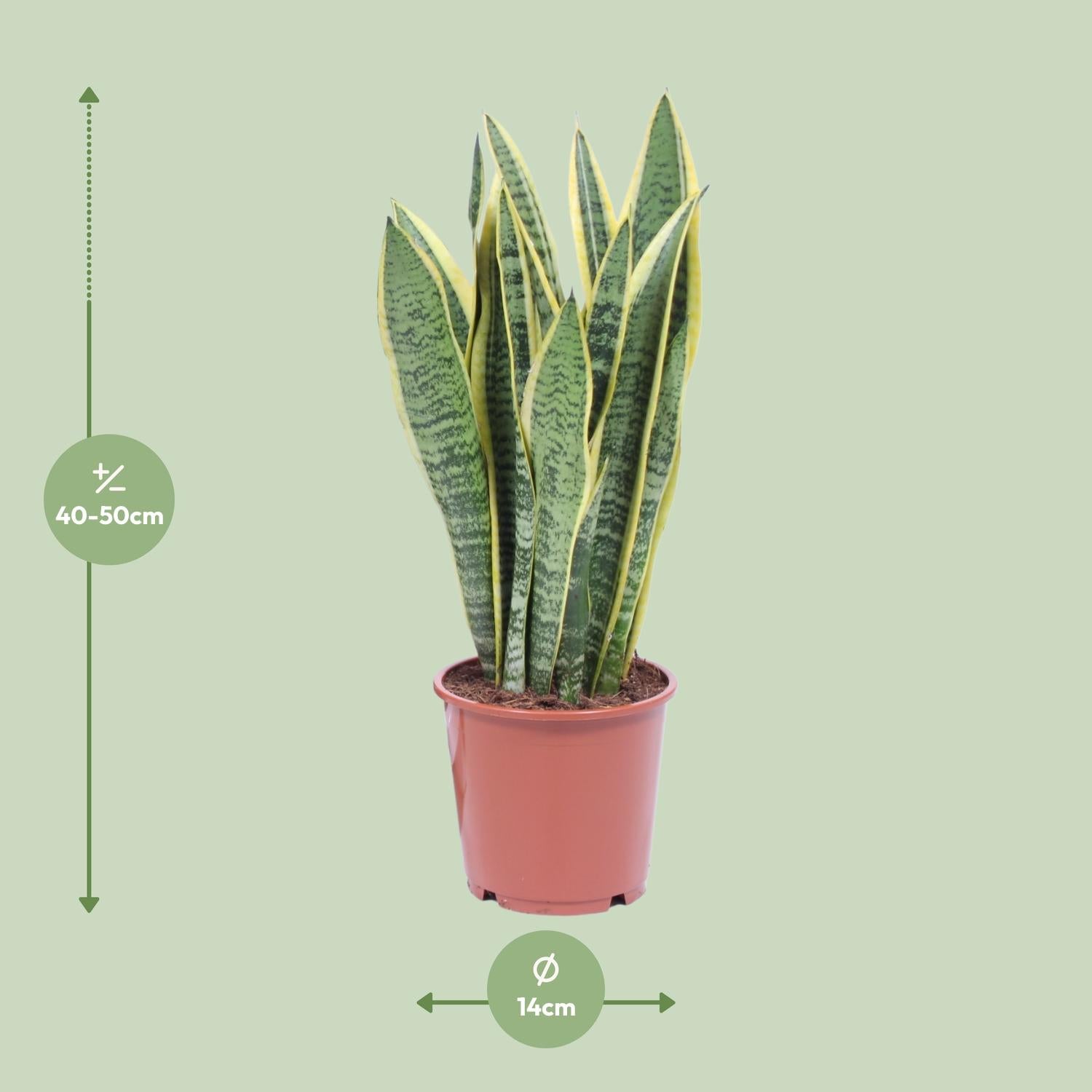 Bogenhanf – Sansevieria Trifasciata 'Laurentii' - Plantabulous