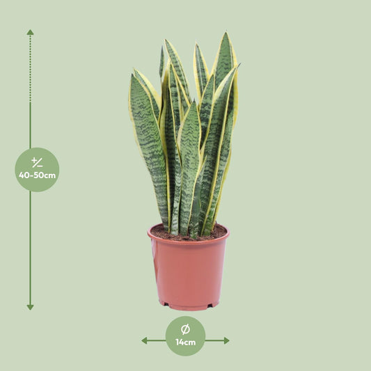 Bogenhanf – Sansevieria Trifasciata 'Laurentii' - Plantabulous