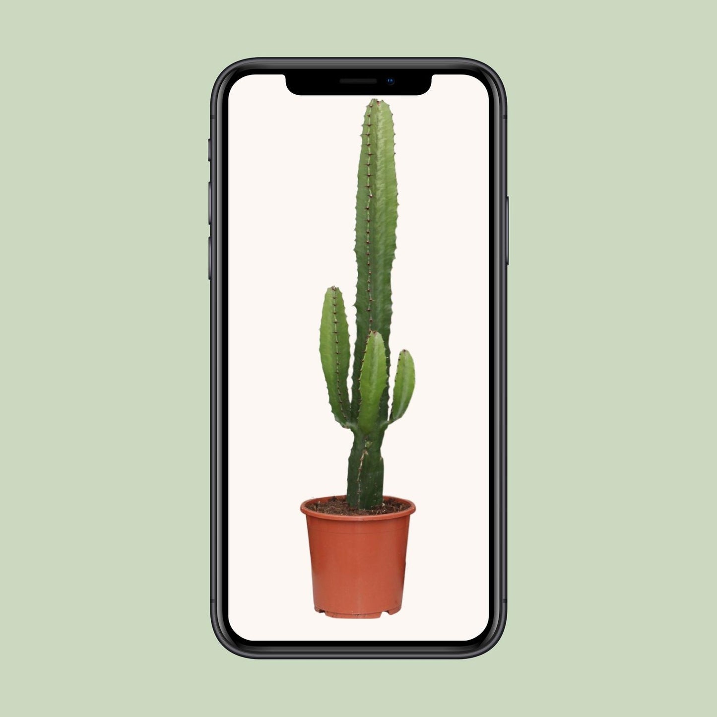Wolfsmilch – Euphorbia acrurensis – 50 cm – Ø17 cm - Plantabulous