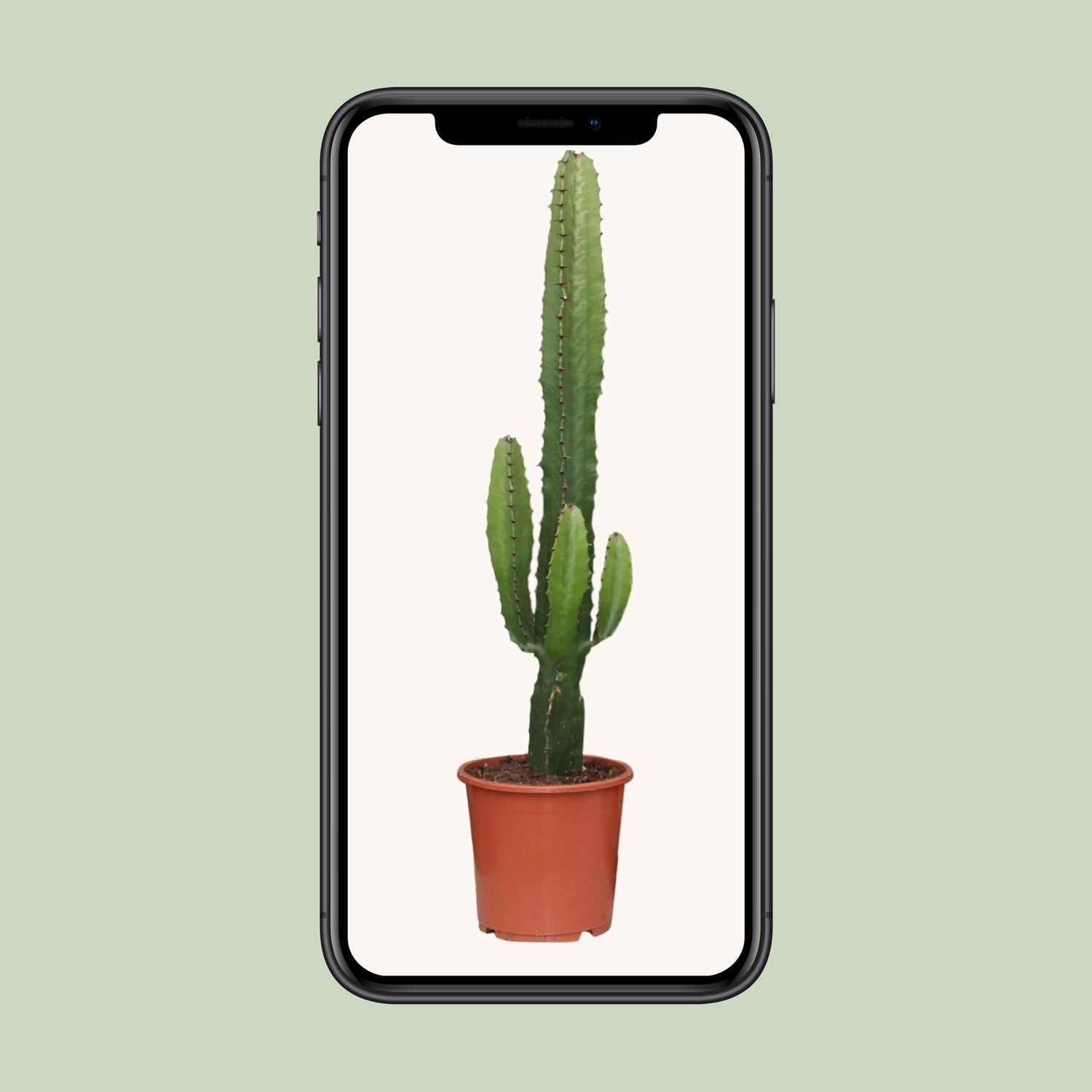 Wolfsmilch – Euphorbia acrurensis – 50 cm – Ø17 cm - Plantabulous