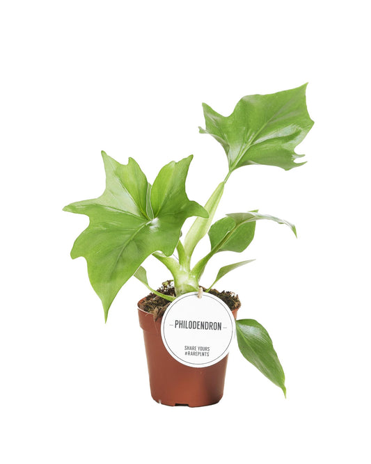 Philodendron Warszewiczii - Ø12cm - ↕30cm - Plantabulous