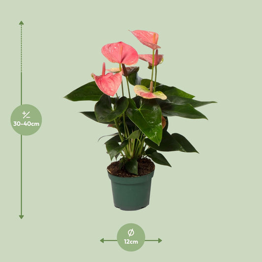 Anthurium Sweet Dream - Ø12cm - ↕35cm - Plantabulous