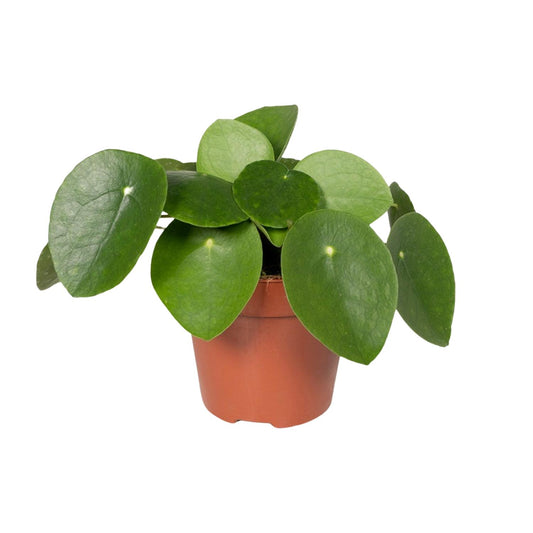 Pfannkuchenpflanze - Pilea Peperomiodes – 20 cm – Ø12 cm - Plantabulous
