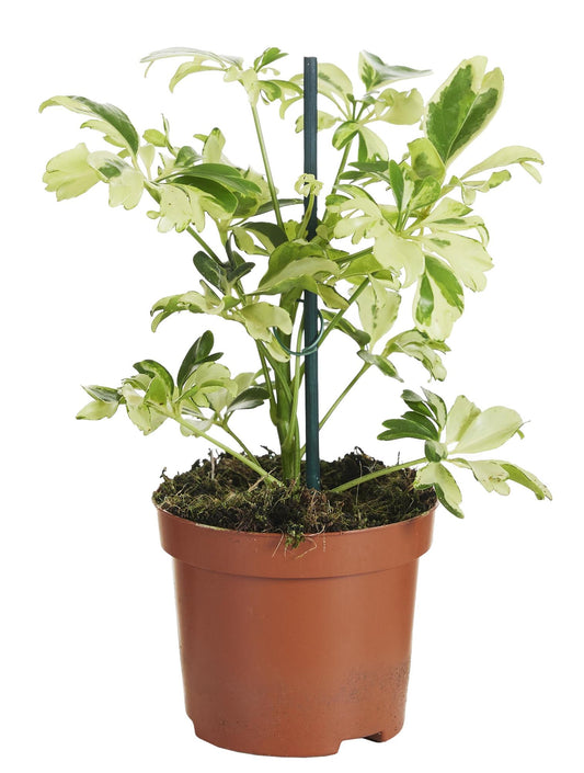 Schefflera Janine - Ø9cm - ↕20cm - Plantabulous