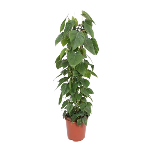 Philodendron – Philodendron Scandens – ↑120 cm – Ø24 cm
