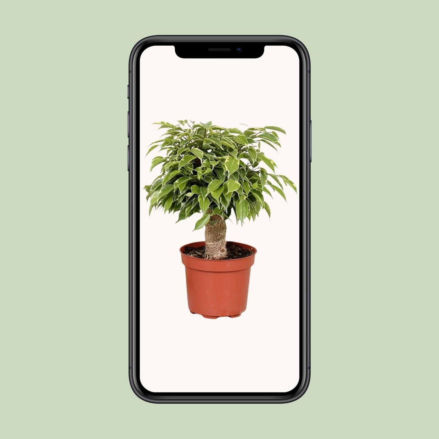 Ficus Benjamina Kinky - Ø12cm - ↕28cm - Plantabulous