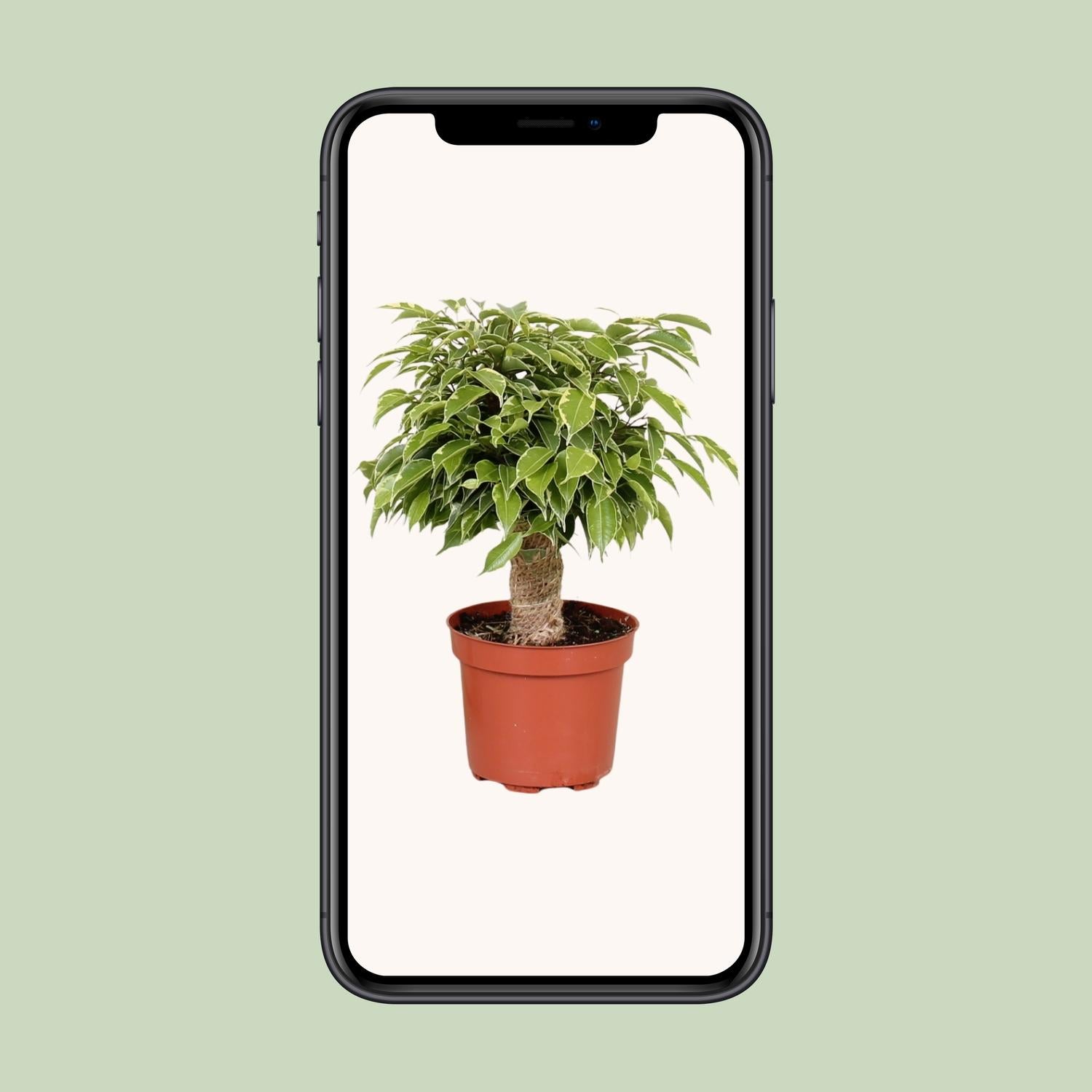 Ficus Benjamina Kinky - Ø12cm - ↕28cm - Plantabulous