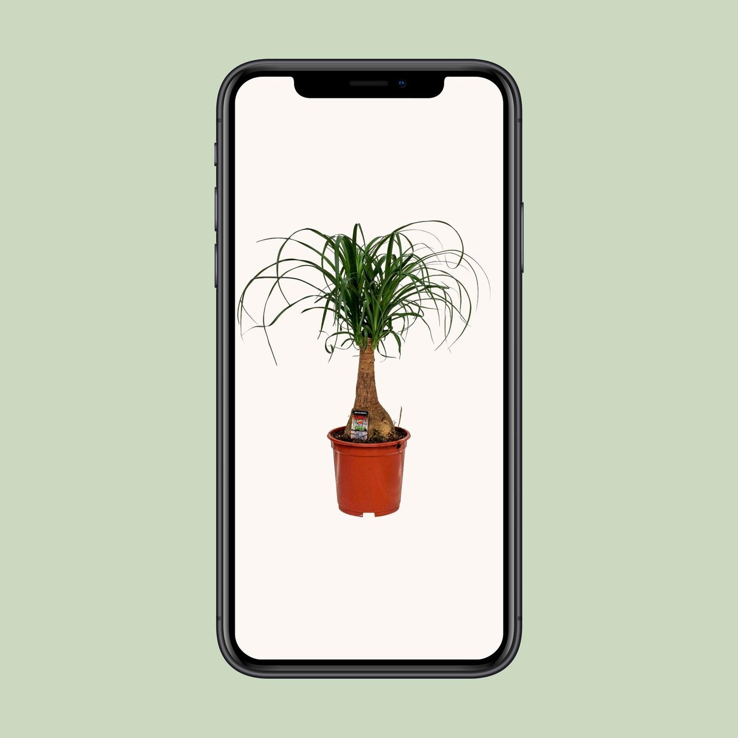 Beaucarnea Nolina - Ø19cm - ↕60cm - Plantabulous