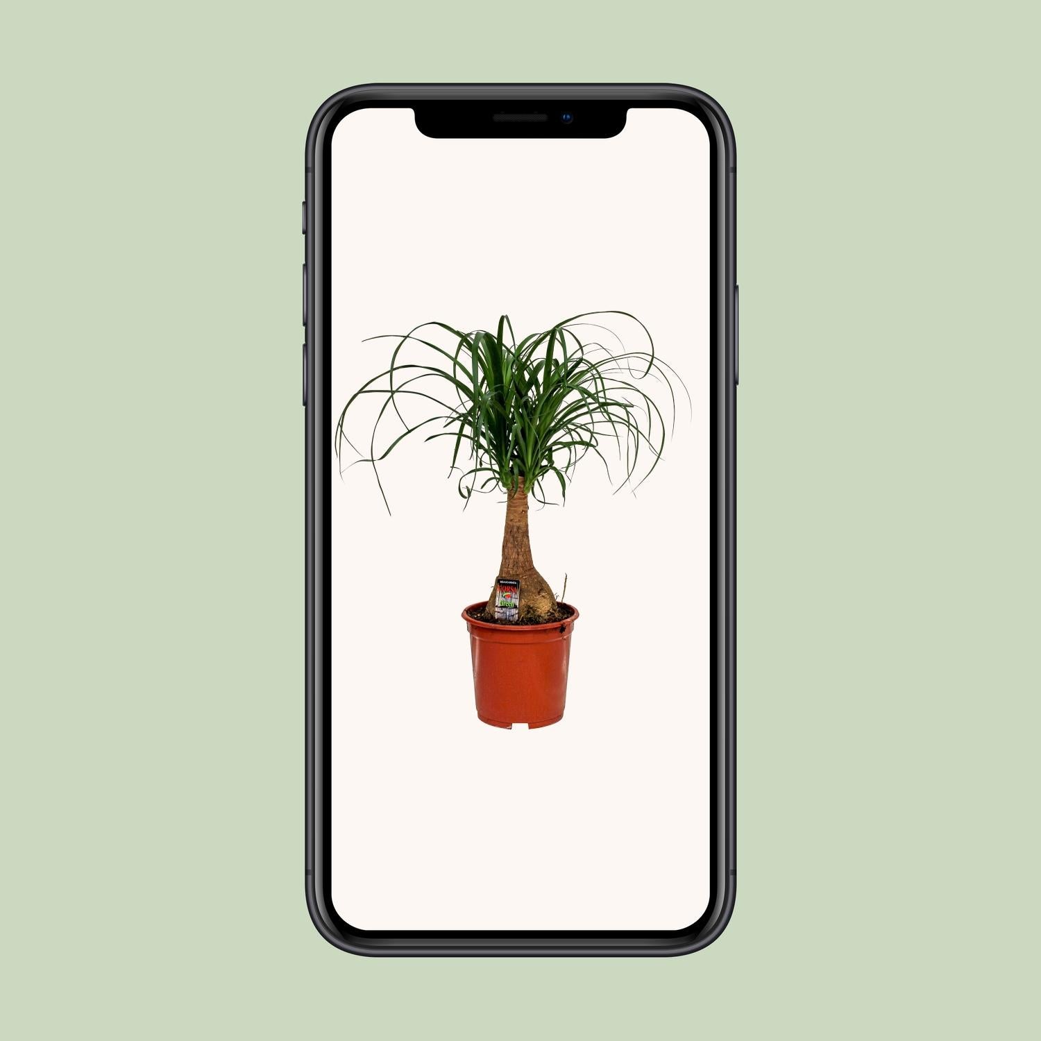 Beaucarnea Nolina - Ø19cm - ↕60cm - Plantabulous